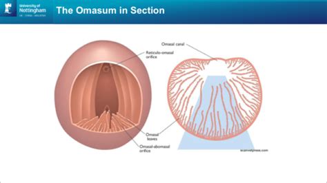 Rumen anatomy Flashcards | Quizlet