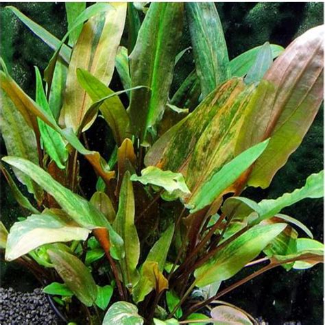 Cryptocoryne Wendtii Florida Sunset Aquarium Plant Arizona Aquatic