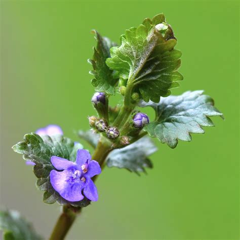 Gundermann Gundermann Glechoma Hederacea C Rolf Jantz