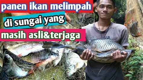 Wow Menjaring Ikan Dapat Super Banyak Youtube