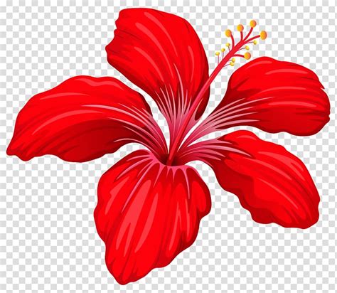 Red Hibiscus Flower Illustration Flower Red Exotic Red Flower