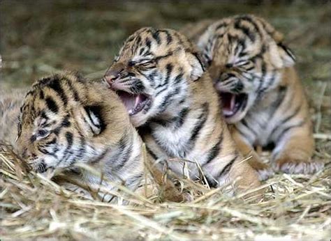 Indochinese Tiger Facts, Habitat, Behavior, Diet, Population