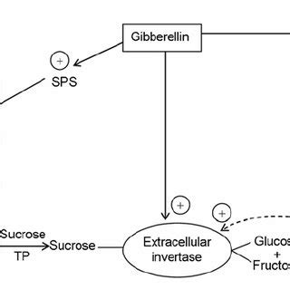 Phloem loading in sieve element and apoplastic phloem unloading ...