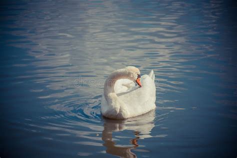 Closeup Shot Of A White Swan Looking Back In The Blue Water Vignette