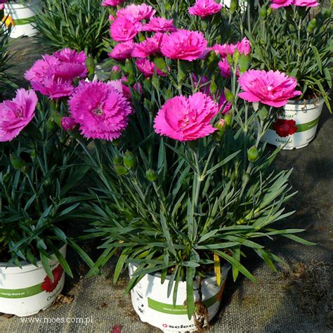 Goździk ogrodowy Dianthus caryophyllus Diantica Orchid