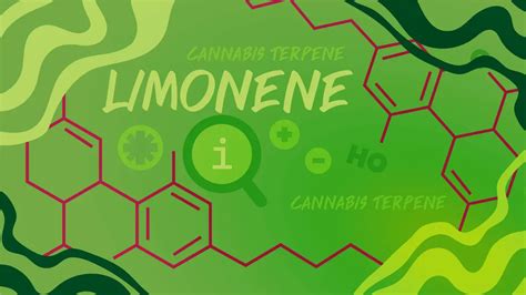 Limonene Cannabis Terpene Effects Benefits Cannabis Strains Siam