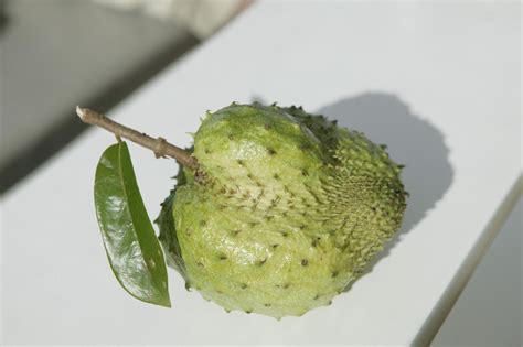 Soursop Guanabana Fruit Healing Miracles Cancer