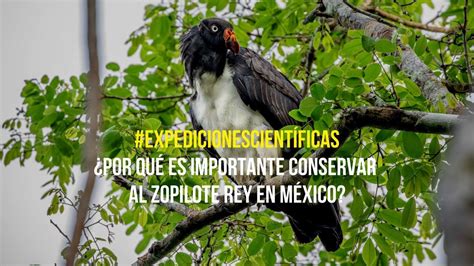 ExpedicionesCientíficas La importancia de conservar el zopilote rey