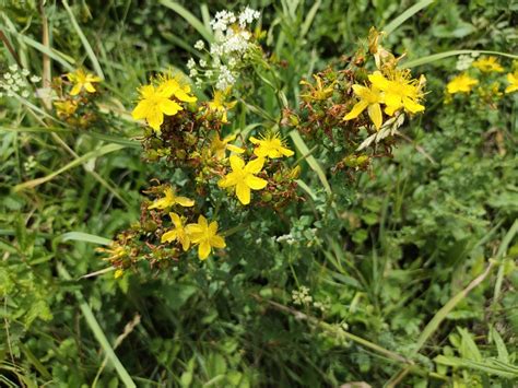 Common St John S Wort From Iskitimskiy Rayon Ru Ns Ru On July