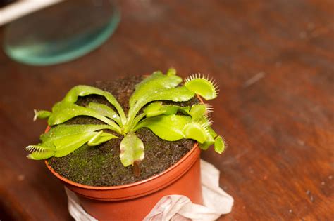 How to Grow a Venus Flytrap (with Pictures) - wikiHow