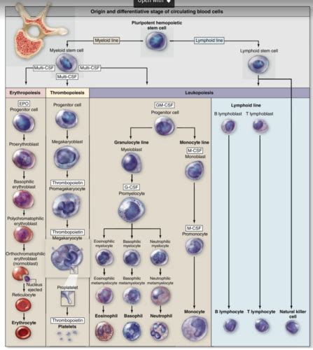 Histology Lecture Exam 3 Circulatory System Blood Hemopoiesis And