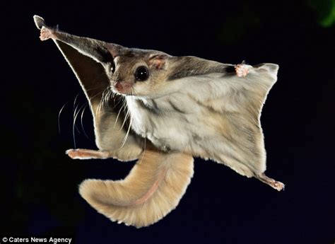 The News For Squirrels Incredible Flying Squirrel Photos