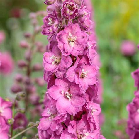 Delphinium Delgenius® Chantay White Flower Farm
