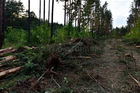 Felled Spruces Trees In Forest Deforestation And Illegal Logging International Trade In