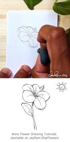 How To Draw A Hibiscus Step By Step For Beginners Jeyram Anime