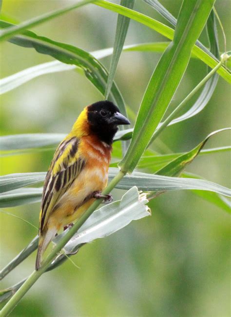 Yellow Backed Weaver Or Black Headed Ploceus Melanocephalus Fort