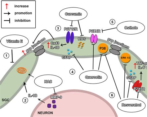 Nutraceuticals And Their Mechanisms Of Action On The Satellite Glial