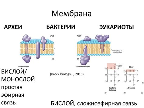 Три домена жизни. Происхождение жизни. От туманности до клетки ...
