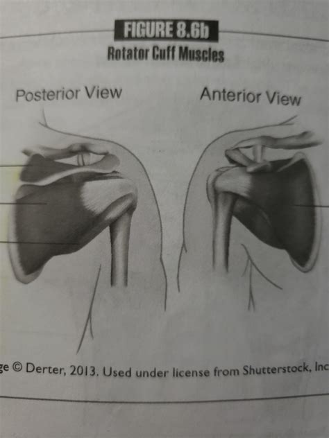 Aandp 1 Muscles Rotator Cuff Diagram Quizlet