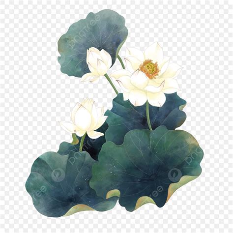 Ink Lotus PNG Picture Fresh Ink Lotus Hand Painted Ink Lotus Flowers