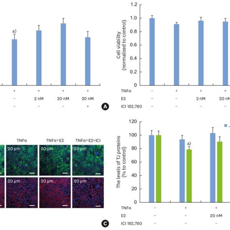 Protective Effect Of E On The Tnf Induced Damage In Oral Epithelial