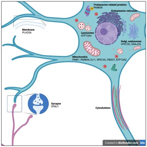 Subcellular Localization Of Proteins Encoded By Genes Involved In