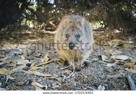 Friendly Quokka Natural Habitat Stock Photo 1703376403 | Shutterstock