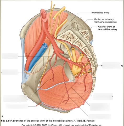 Block 3 LSN 24 Iliac Arteries Diagram Quizlet