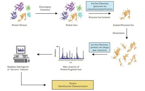 Overview Of Top Down Proteomics Science Education Mass Spectrometry