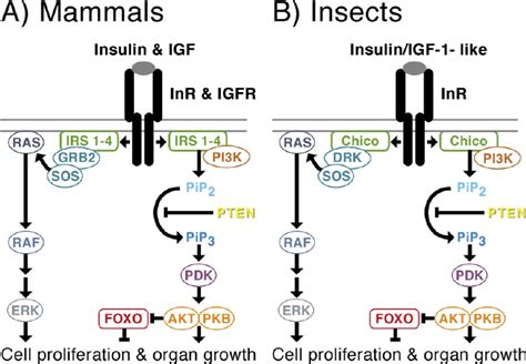 Fig S Insulin Igf Signaling Pathway In Mammals A And Insects B