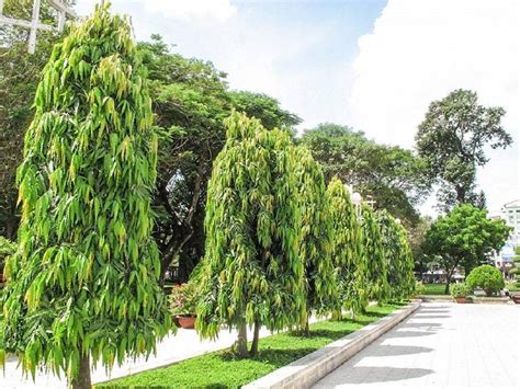 Ashoka Tree How To Grow Its Uses Benefits And More