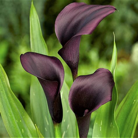 Amazon Black Calla Lily Odessa Bulbs Not Just Seeds