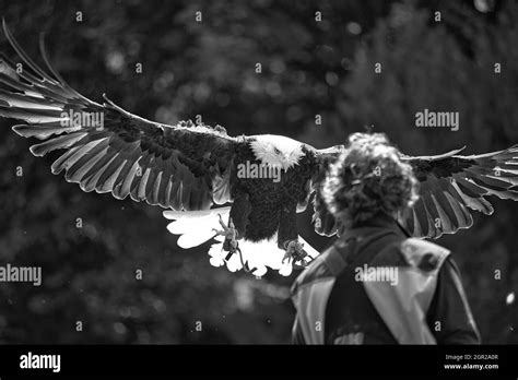 White Bird Landing Black And White Stock Photos And Images Alamy