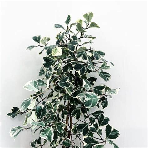 Ficus Triangularis Care And Growing Guide Plantcarefully