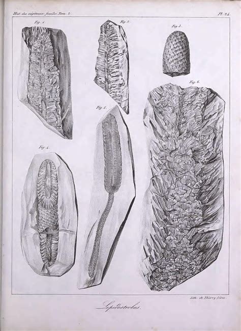 n480 w1150 Histoire des végétaux fossiles ou Recherche Flickr