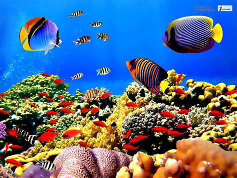 Reef Fish Wallpapers - Wallpaper Cave