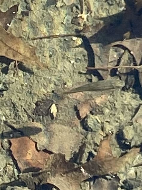 Eastern Blacknose Dace From Central Park New York NY US On February