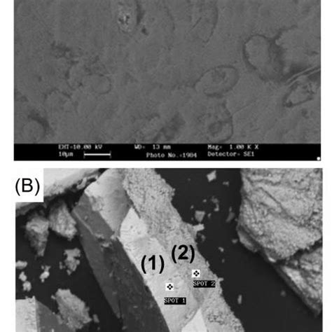 Sem Image Of A Surface Of Electroless Ni P Coated On Lm Surface