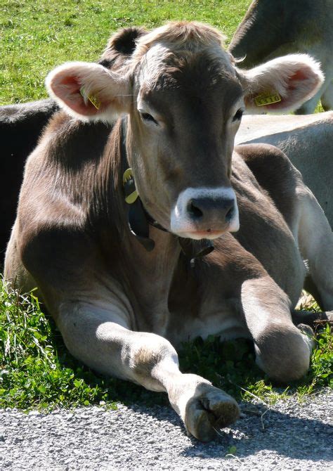 68 Brown Swiss Cows ideas | dairy breeds, cow, cattle