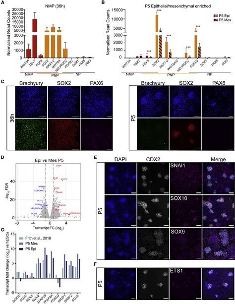 Rostrocaudal Patterning And Neural Crest Differentiation Of Human Pre