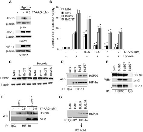 A Western Blot Analysis Of Hif Protein Expression In M