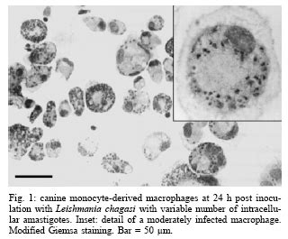 Canine Monocyte