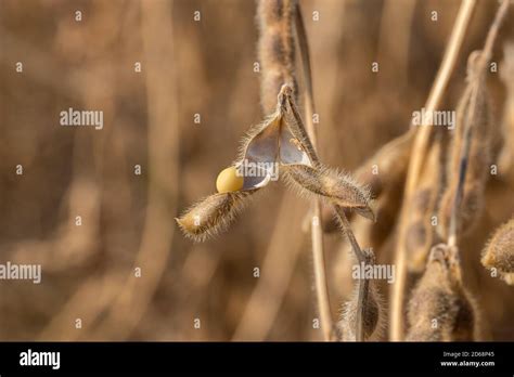 Closeup Of Soybean Pod Shattering With Seed In Field During Harvest