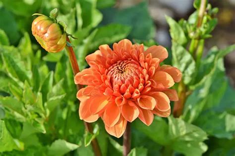 Why Are My Dahlia Leaves Turning Brown 4 Causes Solutions Best Care