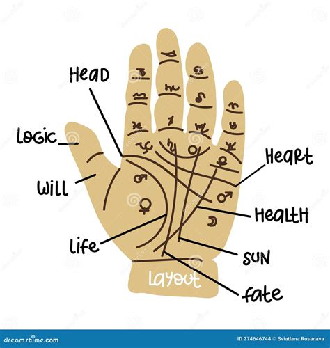 Divination By Lines On A Hand Palm Reading Or Palmistry Vector