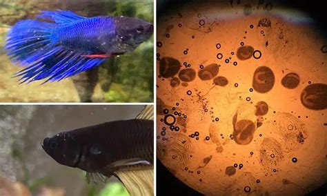 18 Betta Fish Diseases And Disorders With Pictures Prevention And