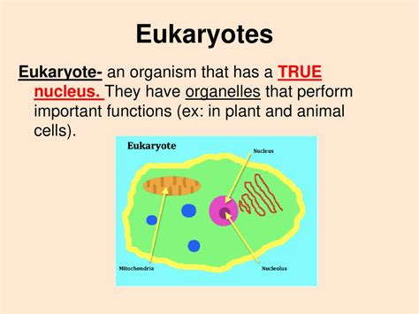 What are the main cell parts? - ppt download