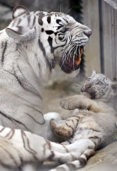 These Baby White Tigers Are Adorably Majestic