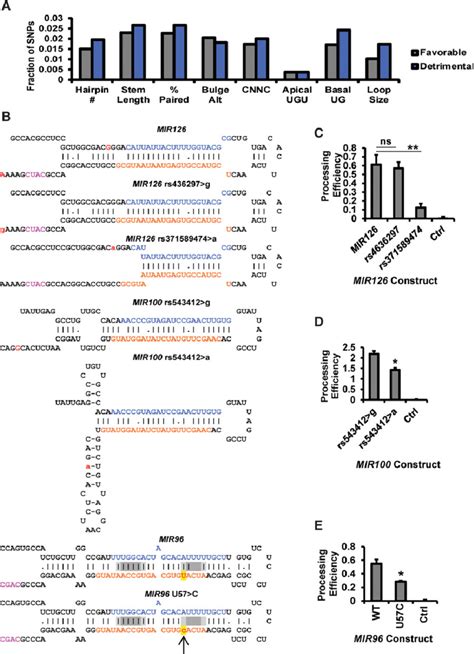 The Effects Of Human SNPs On Pri MiRNA Processing A Human SNPs In