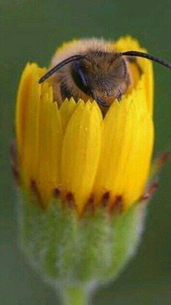 Pin By Shorty Arsy On Raising Bees Bumble Bee Bee Bee Photo